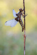 Image of Broad-bodied chaser