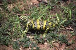 Image of Giant One-Horned Chameleon