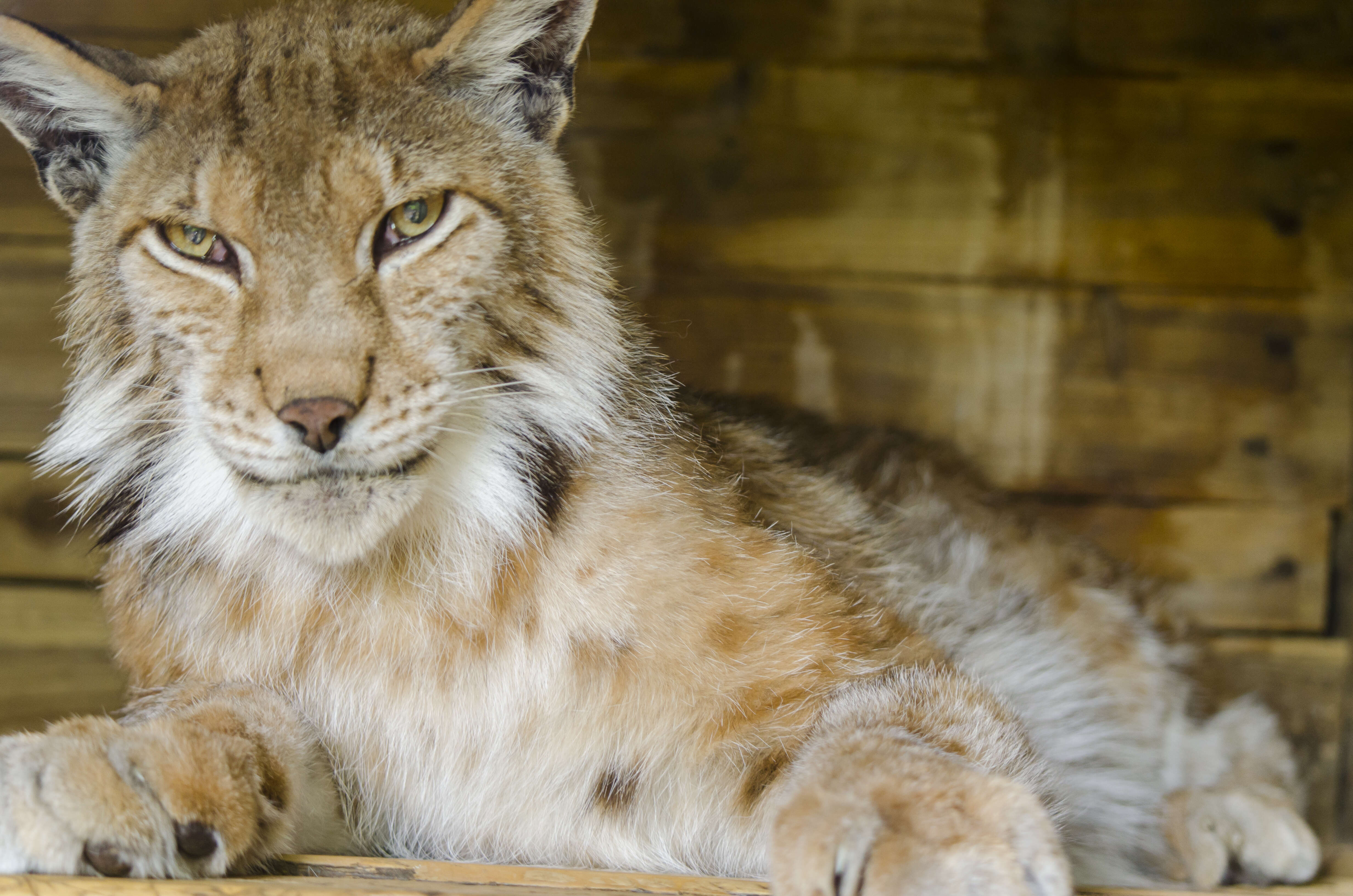 Image of Mexican bobcat