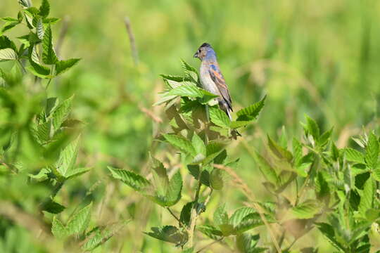 Image of Blue Grosbeak