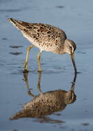 Image of Short-billed Dowitcher