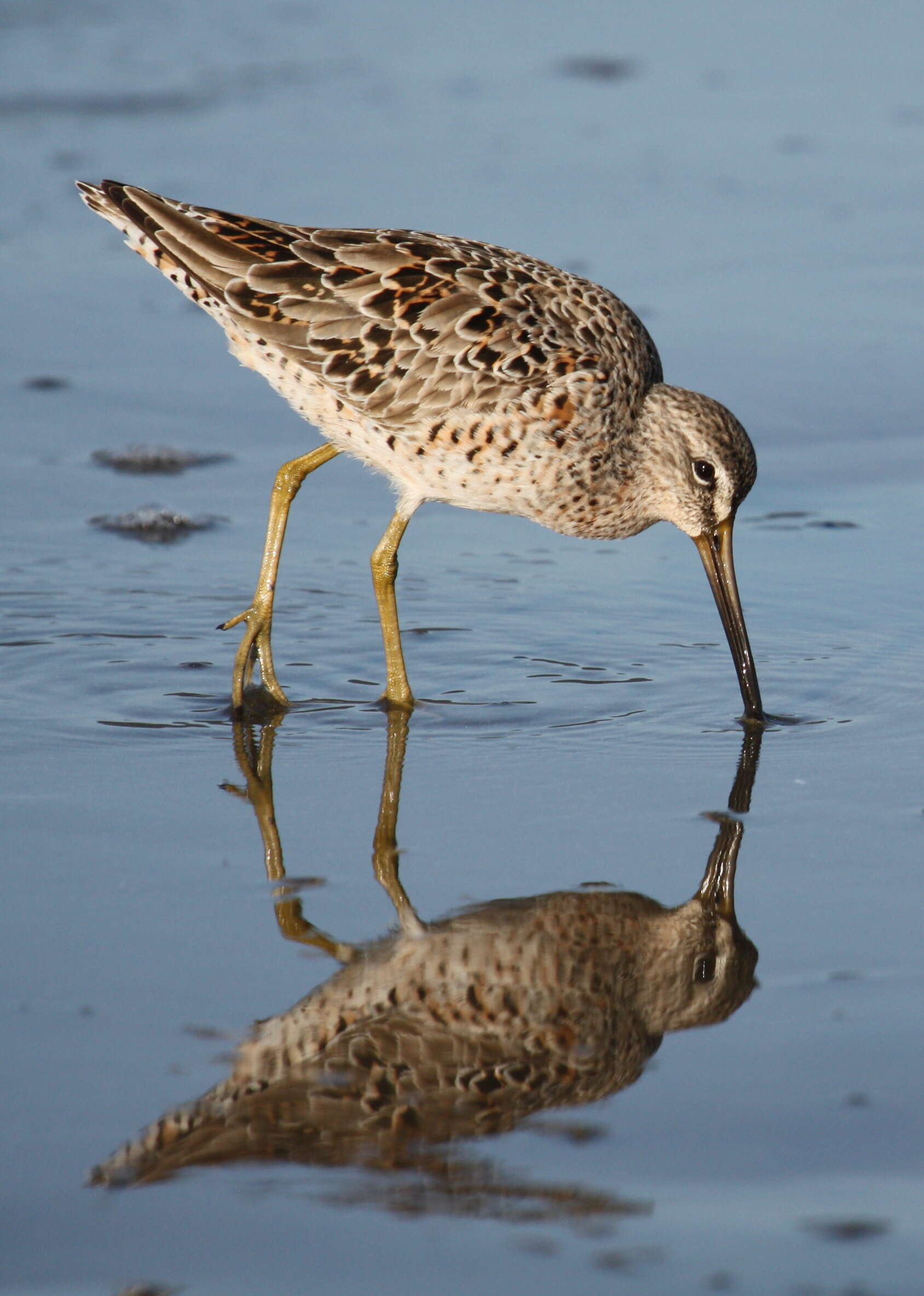 Image of Short-billed Dowitcher