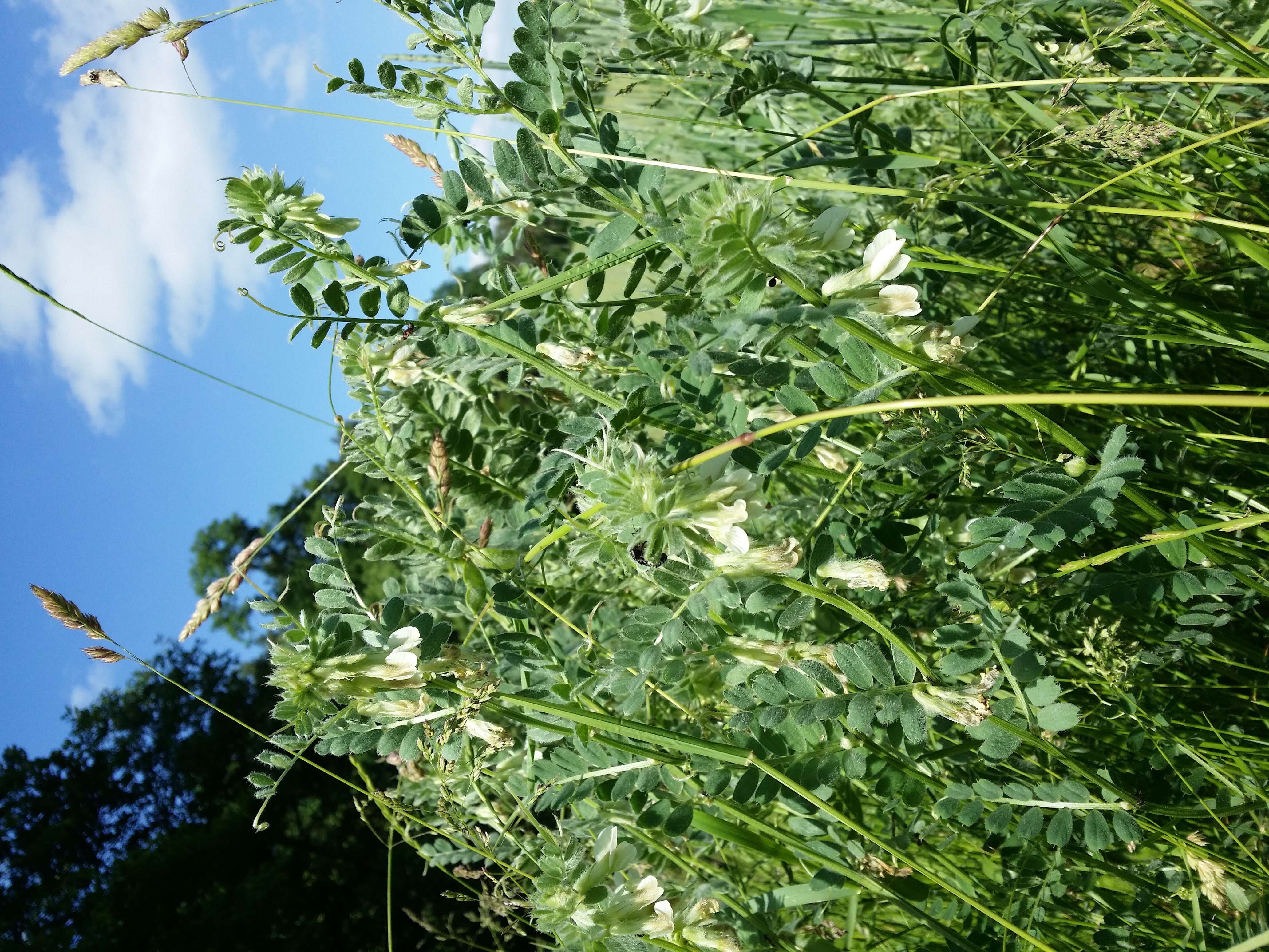 Imagem de Vicia pannonica Crantz