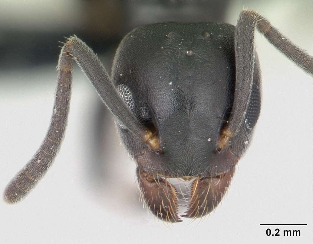 Image of Ant