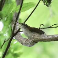 Image of Rufous-and-white Wren