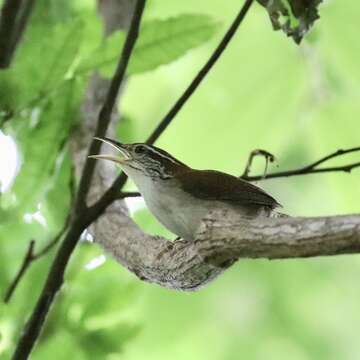 Image of Rufous-and-white Wren