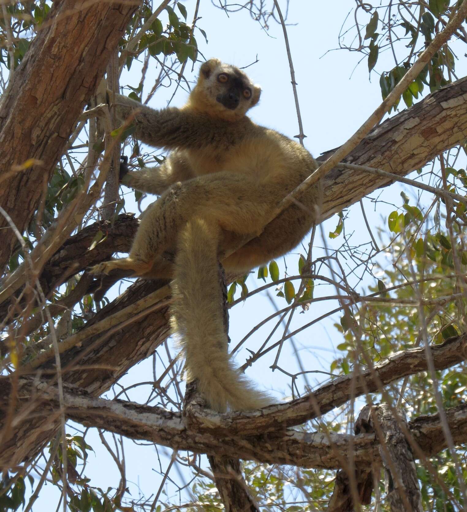 Image of Bennett's Brown Lemur