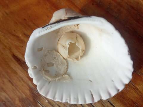 Image of bay barnacle