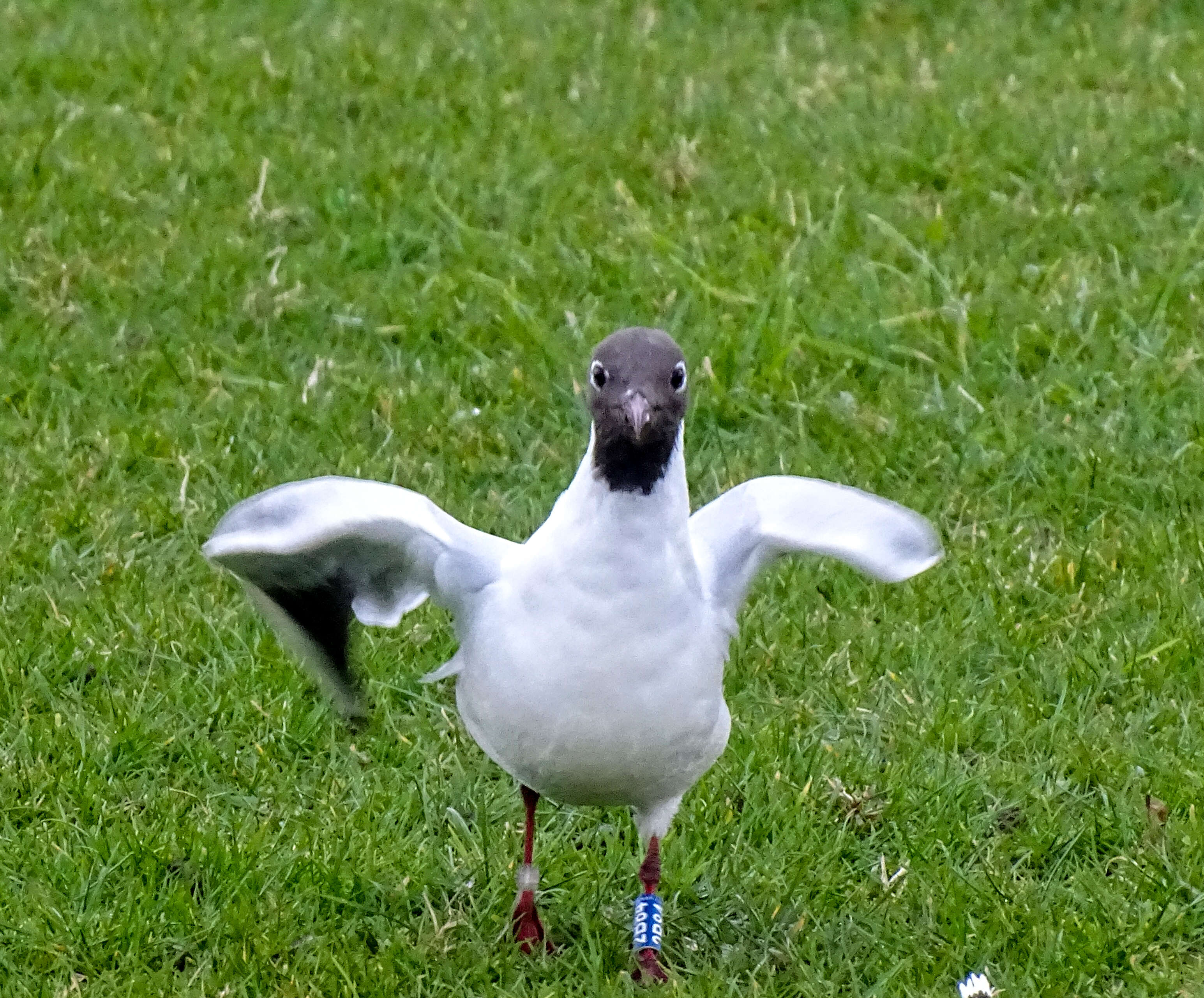 Image of Black-headed Gull