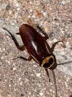 Image of Australian cockroach