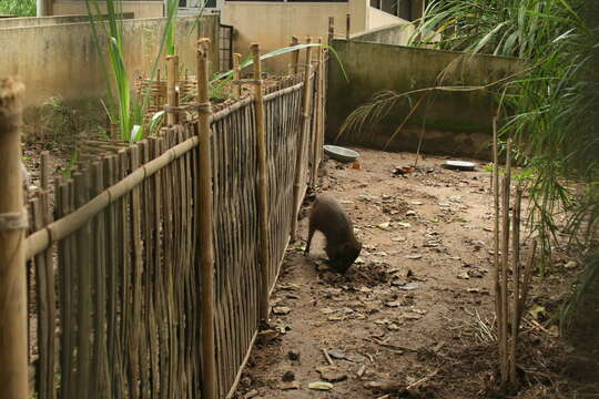 Image of pygmy hog