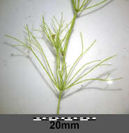 Image of Stonewort