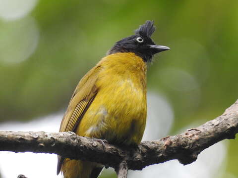 Image of Black-crested Bulbul