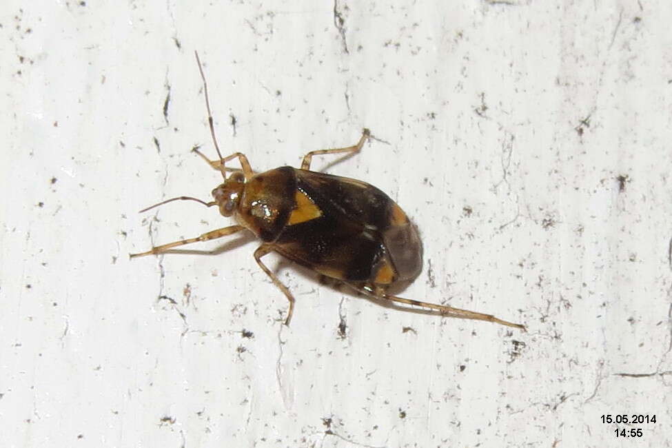 Image of Liocoris