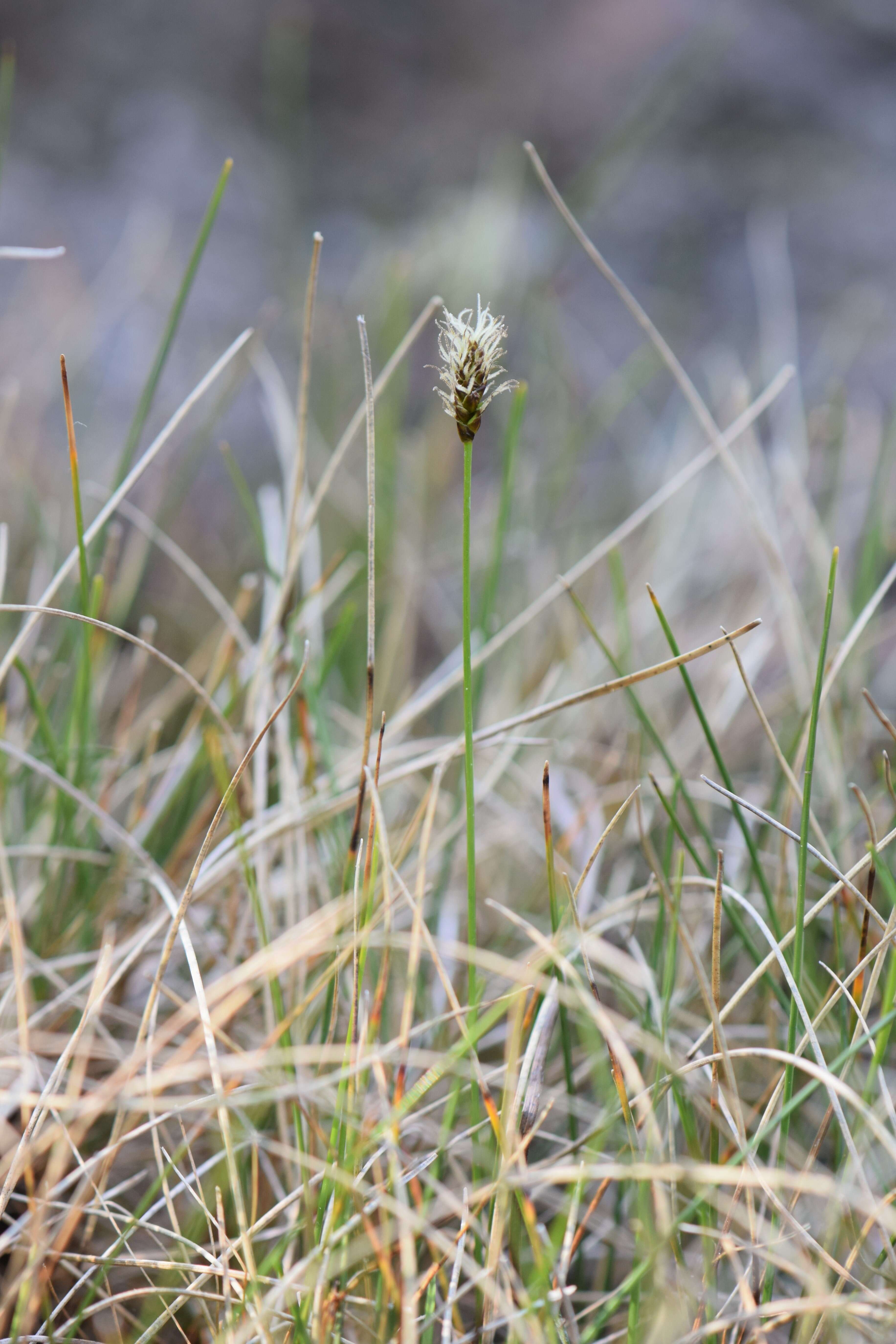 Image of alpine bulrush