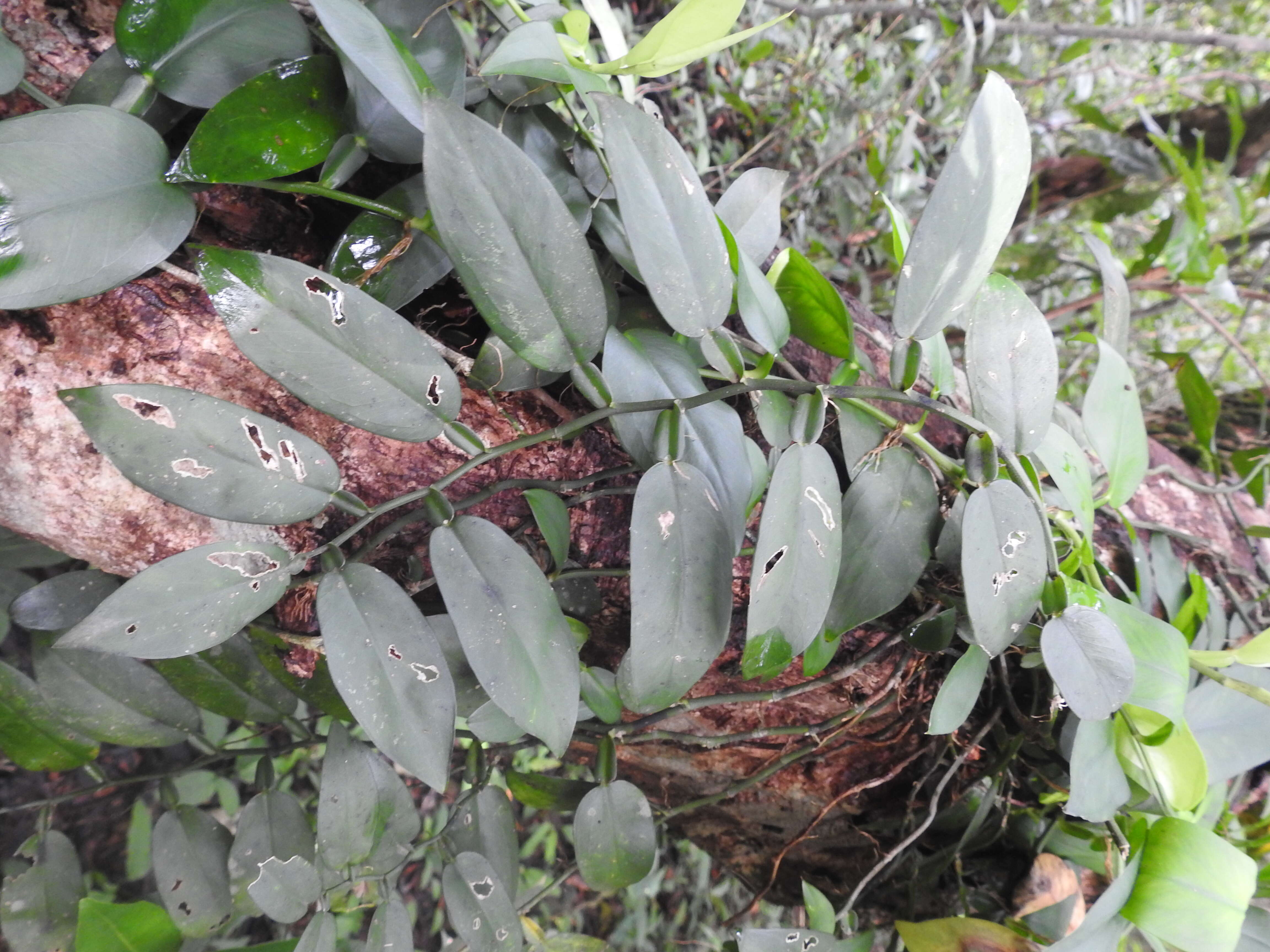 Image of Pothos