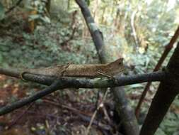 Brookesia griveaudi Brygoo, Blanc & Domergue 1974的圖片