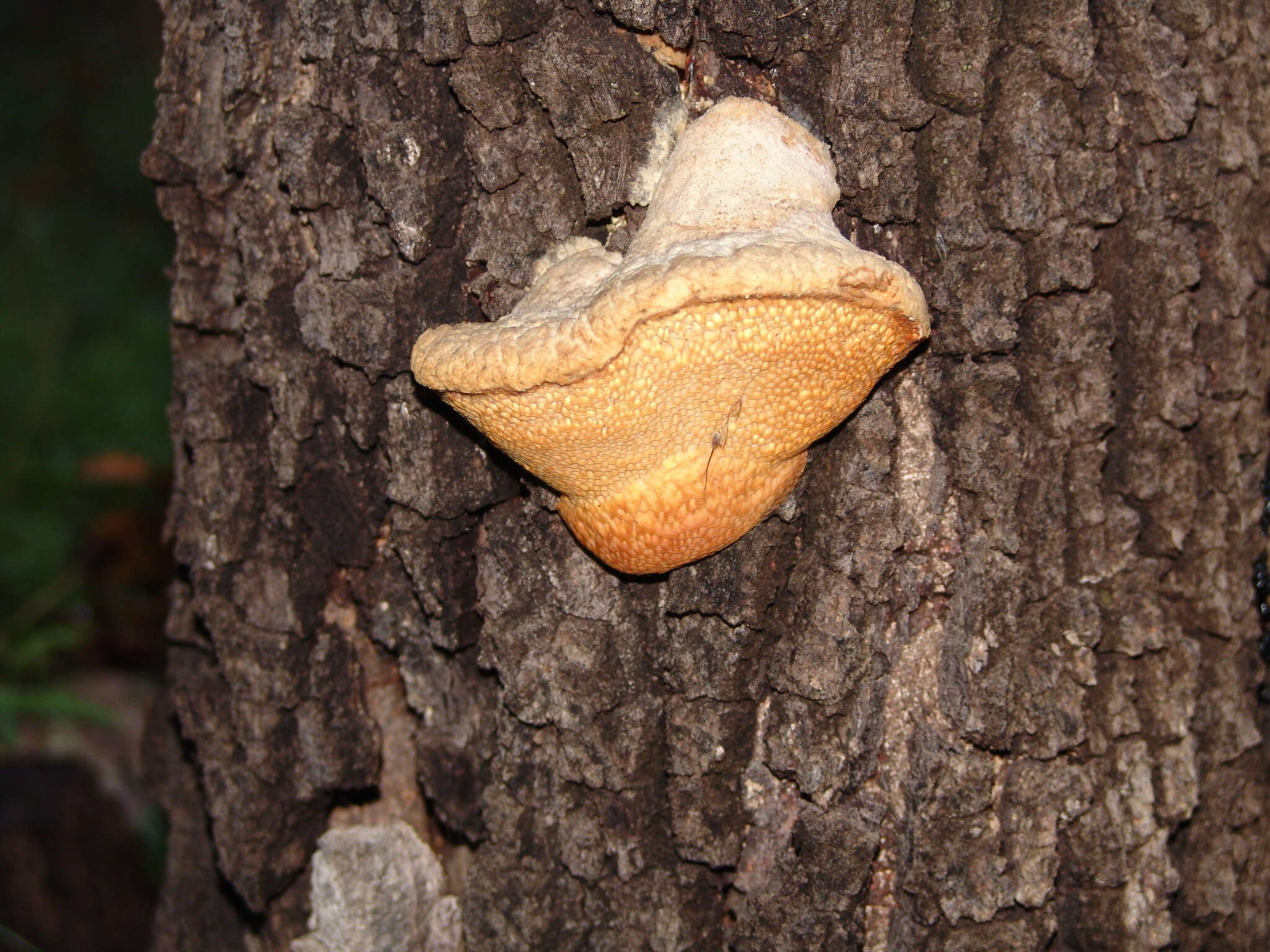 Plancia ëd Spongipellis unicolor (Fr.) Murrill 1907