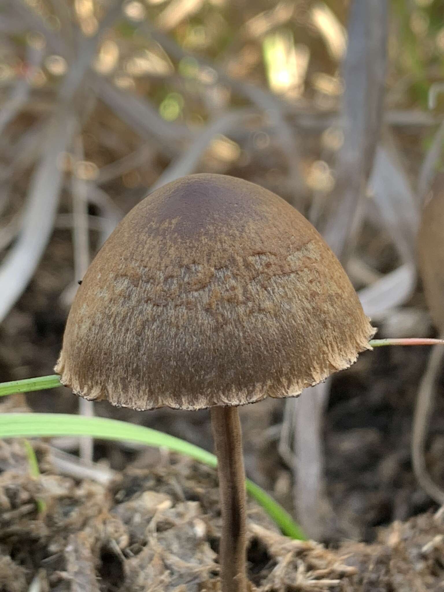 Image de Panaeolus papilionaceus (Bull.) Quél. 1872