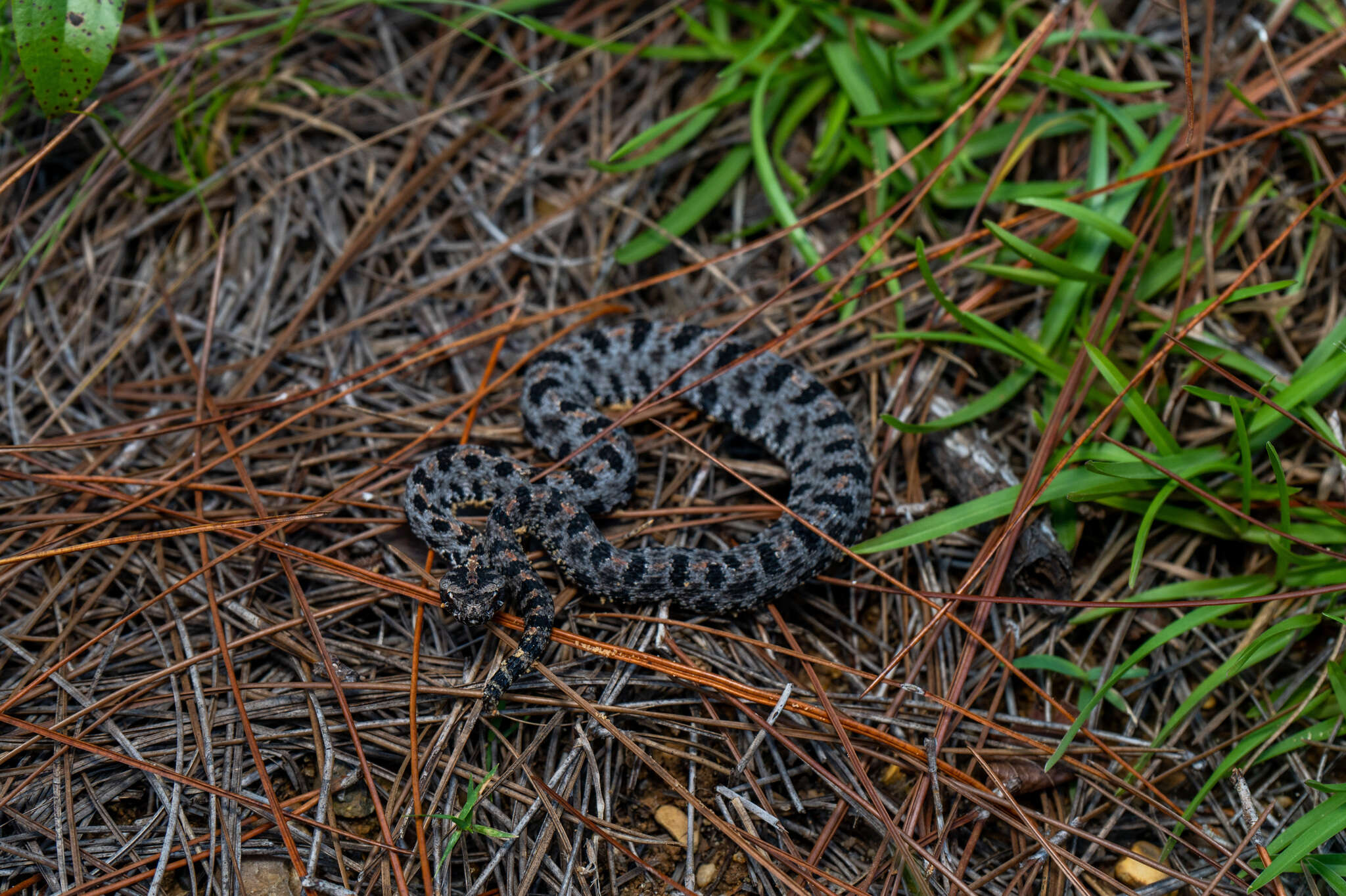 Слика од Sistrurus miliarius (Linnaeus 1766)