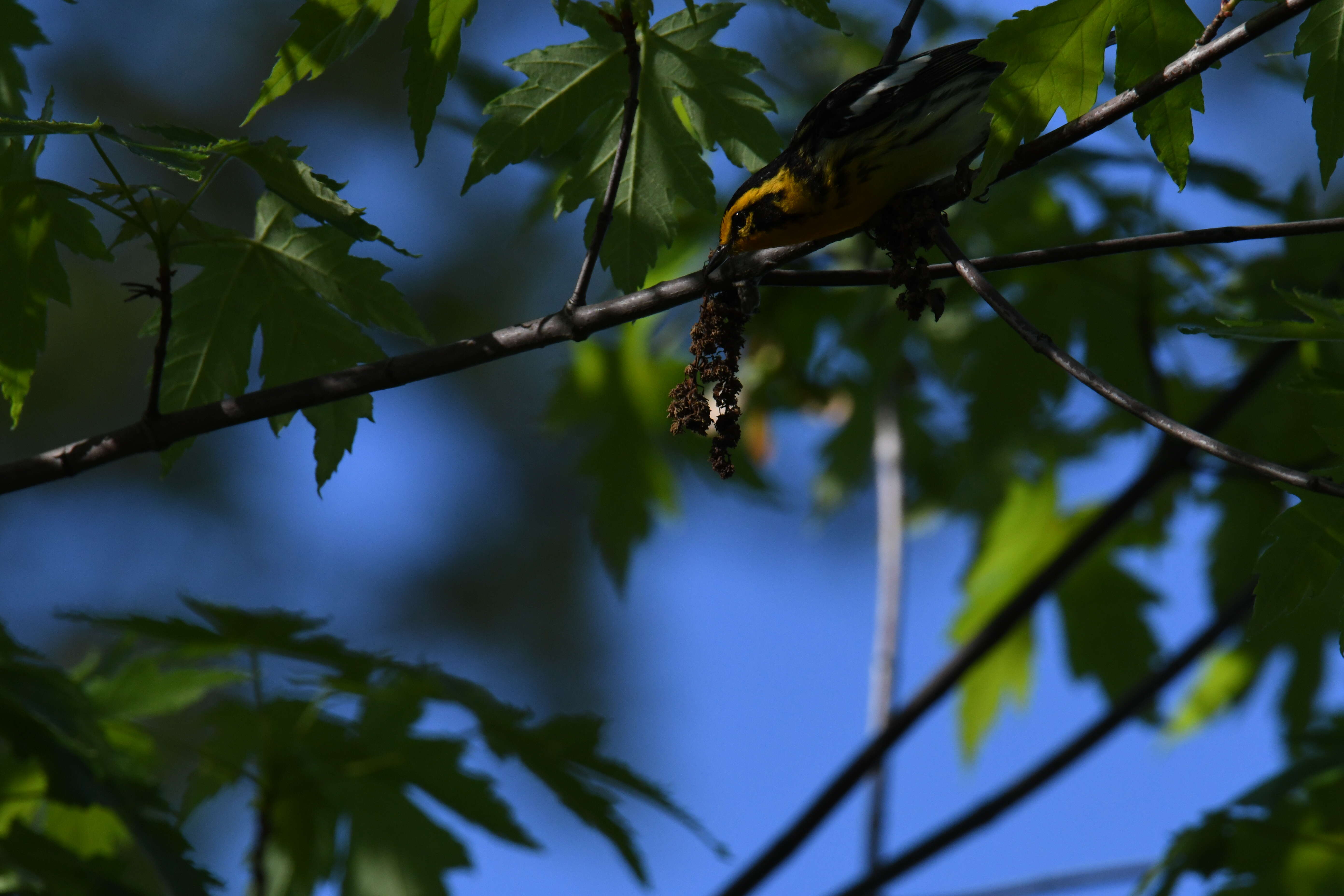 Image of Blackburnian Warbler