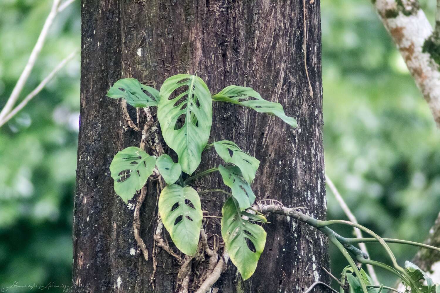 Image of Adanson's monstera