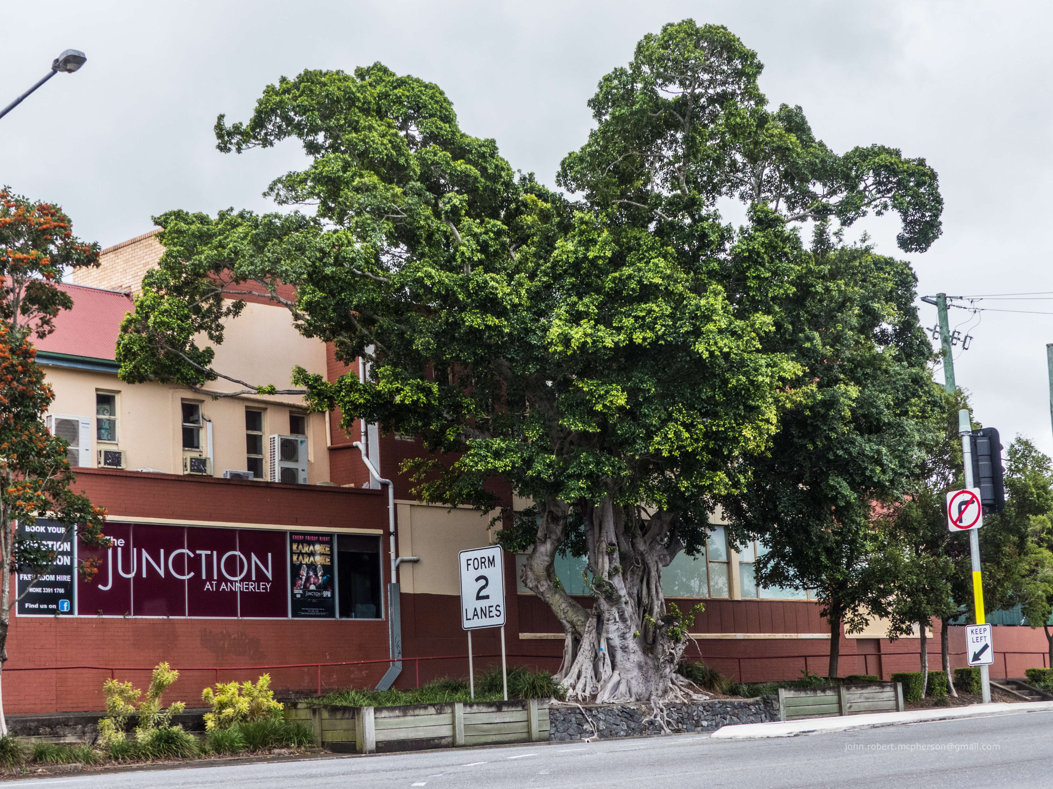 Image de Ficus microcarpa L. fil.