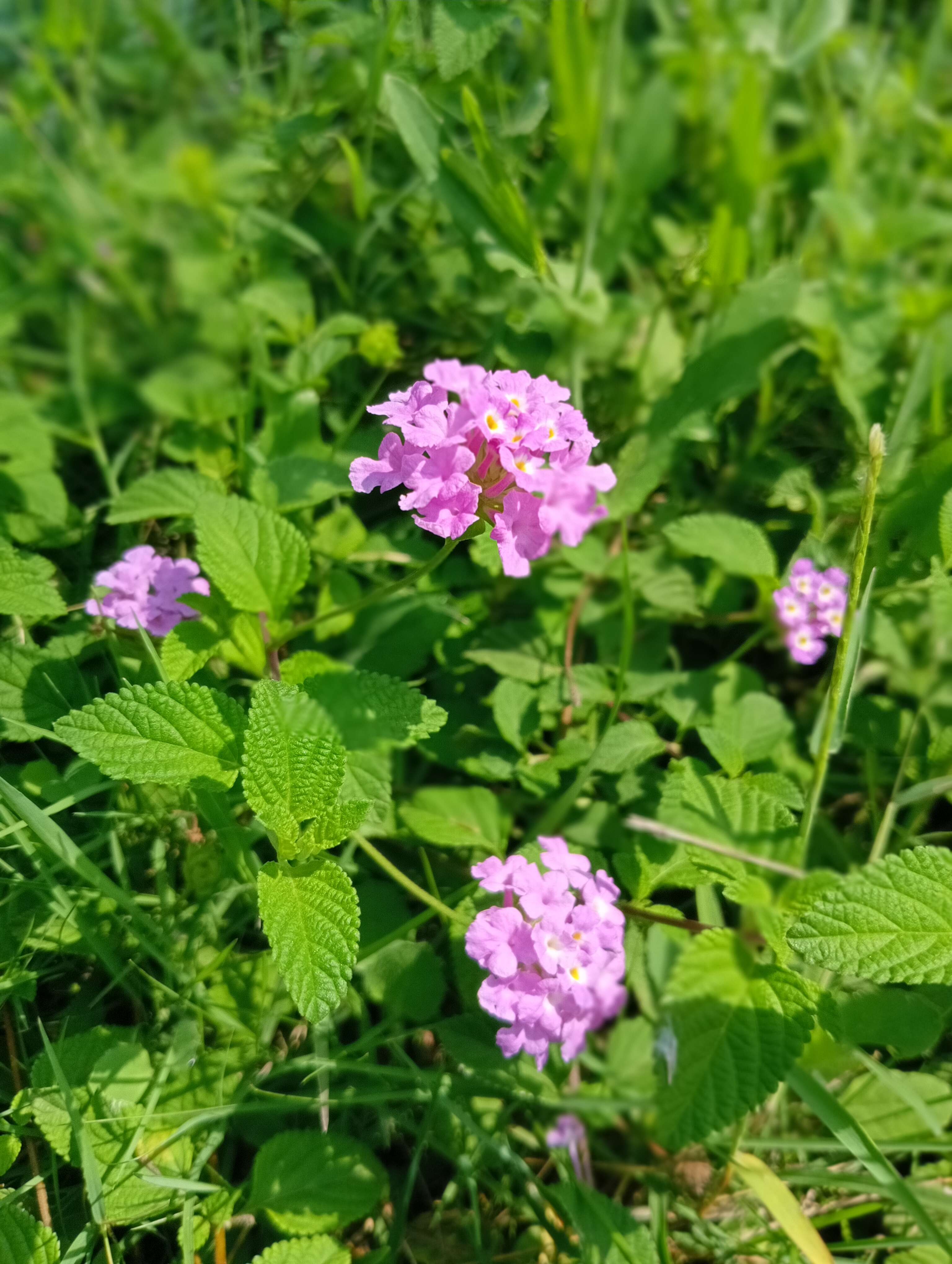 Image of trailing shrubverbena