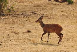 Image of Bushbuck