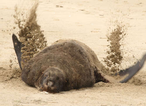 Image of New Zealand sea lion