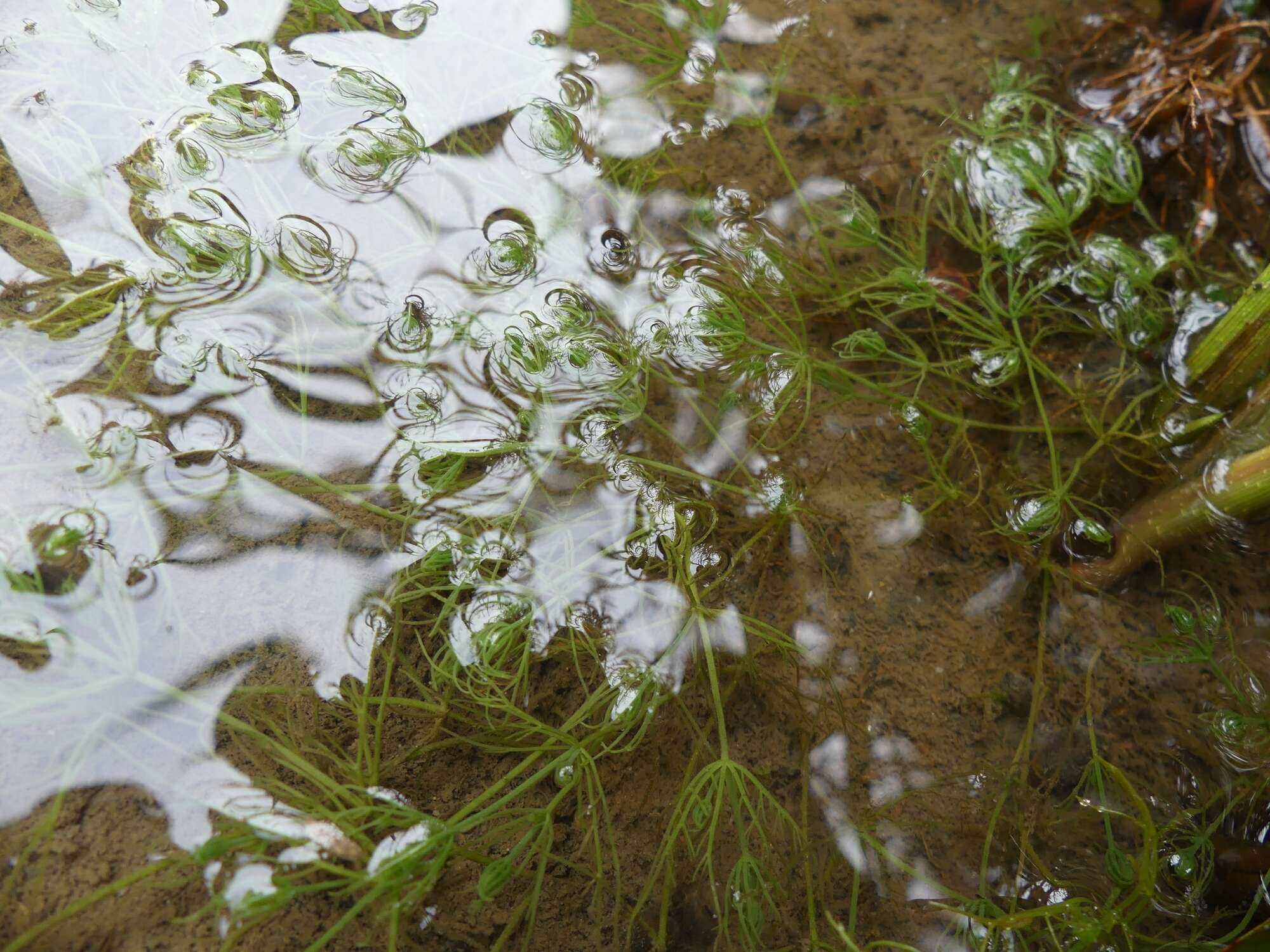 Image of Common Stonewort