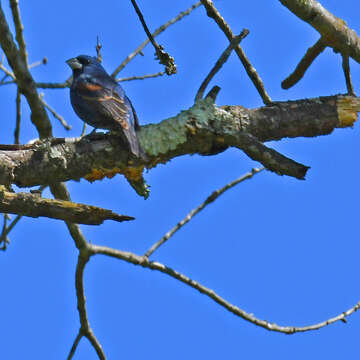 Image of Blue Grosbeak