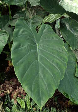 Plancia ëd Alocasia wentii Engl. & K. Krause