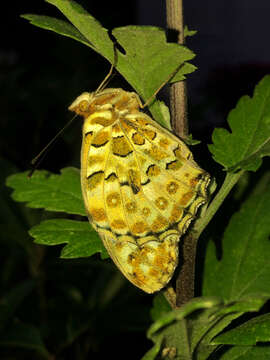 Image of Argynnis hyperbius