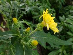 صورة Sonchus congestus Willd.