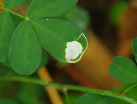 Image of Horseshoe-vetch