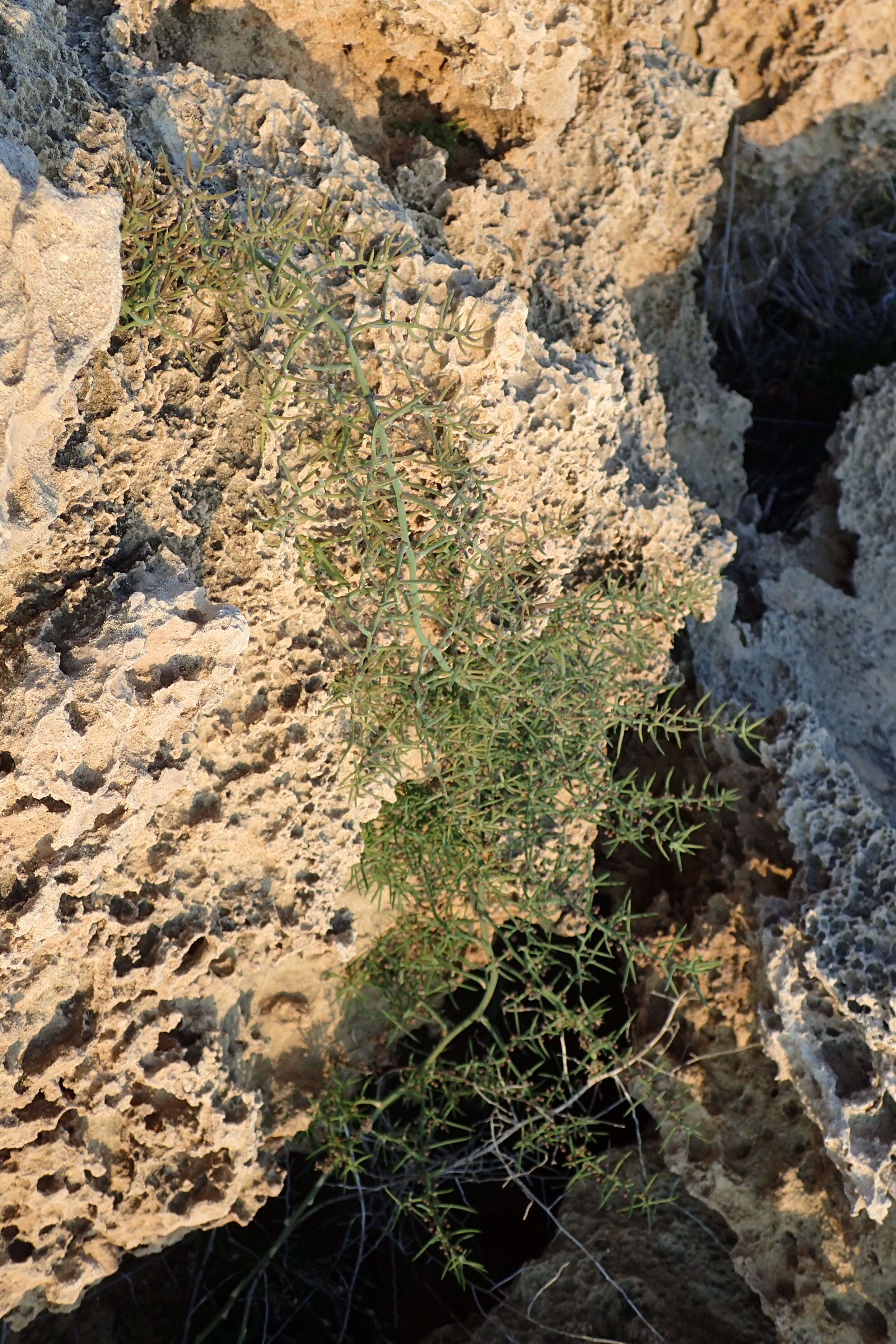 Image of Asparagus horridus L.