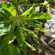 Image of Papaya ringspot virus