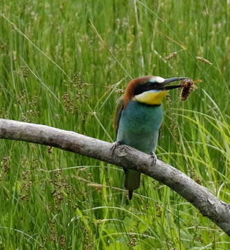 Image of bee-eater, european bee-eater