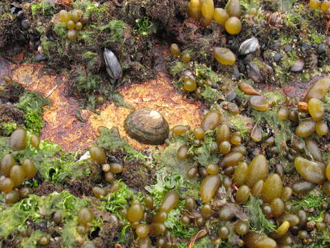 Image of Nacella magellanica (Gmelin 1791)