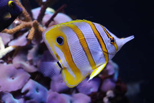 Image of Banded Longsnout Butterflyfish