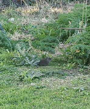 Image of Brazilian Guinea Pig