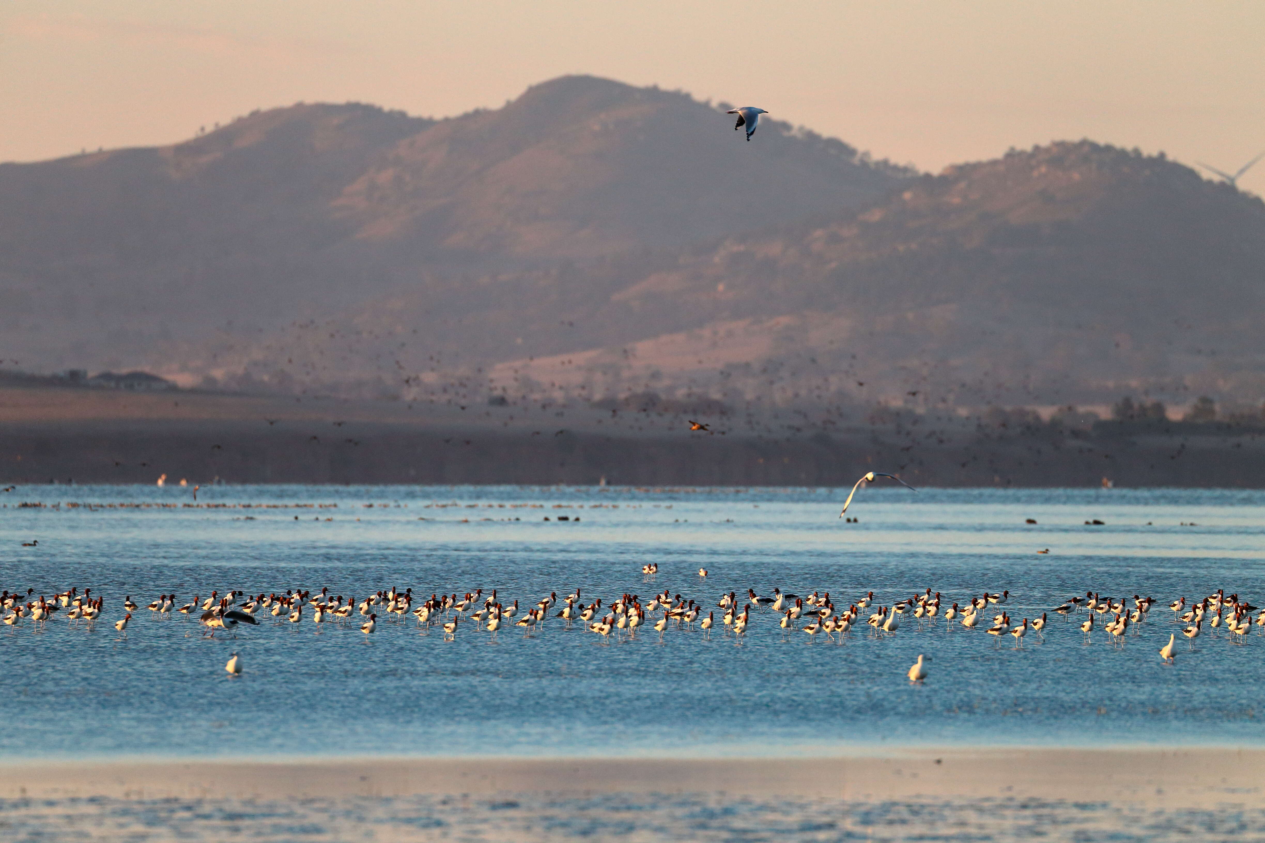 Image of Australian Red-necked Avocet