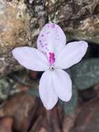 Pseuderanthemum variabile (R. Br.) Radlk. resmi