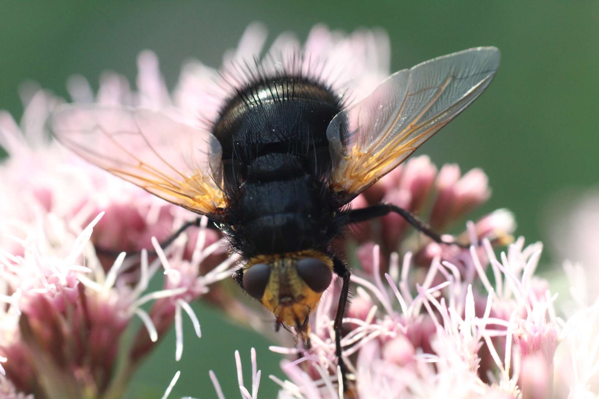 Image of giant tachinid fly