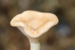 Слика од Clitocybe gibba (Pers.) P. Kumm. 1871