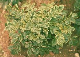 Image of Potato leafroll virus