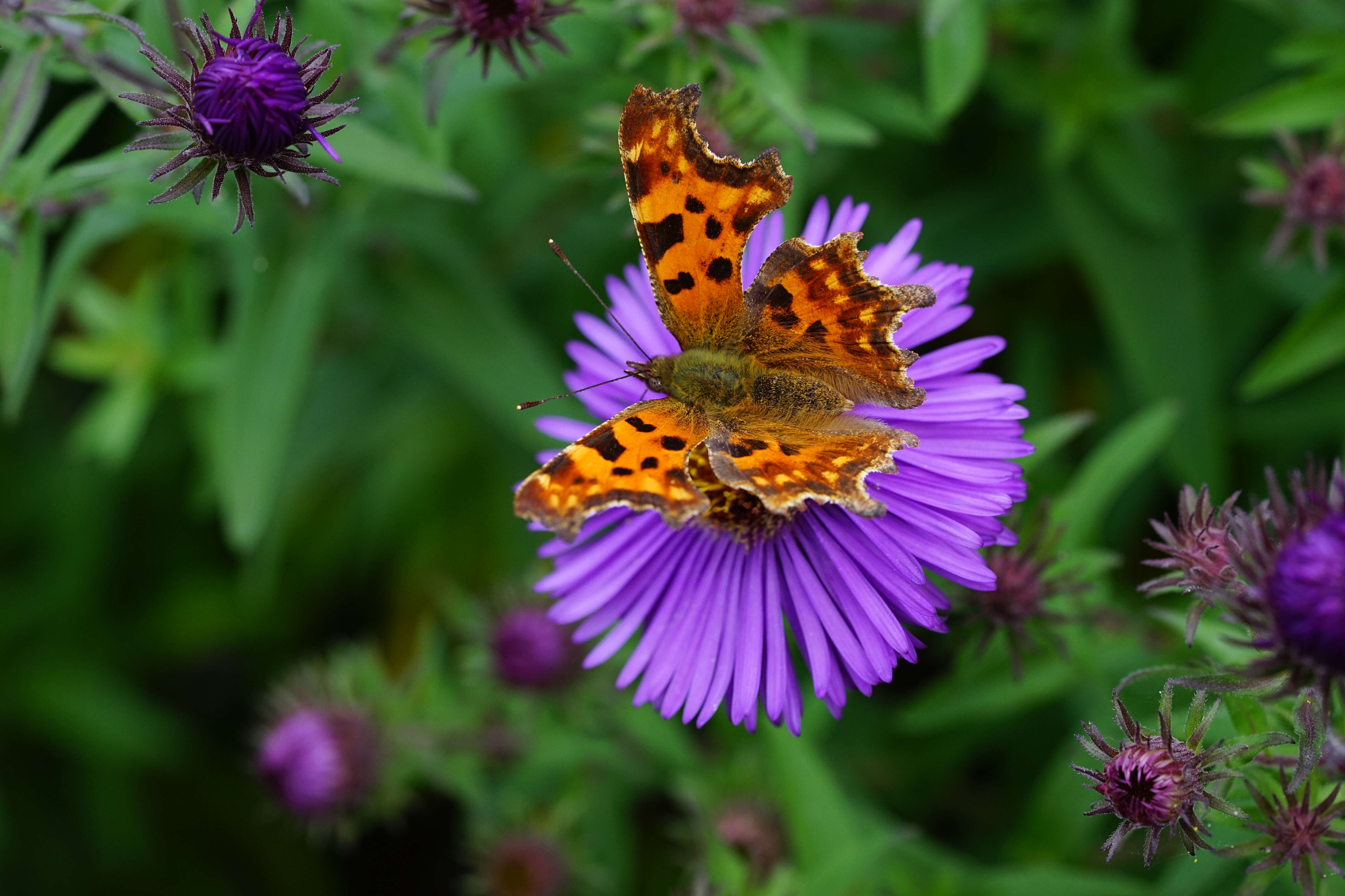 Image of Michaelmas daisy