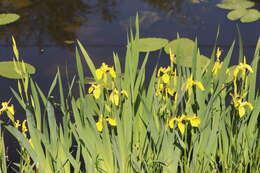 Image of yellow flag, yellow iris