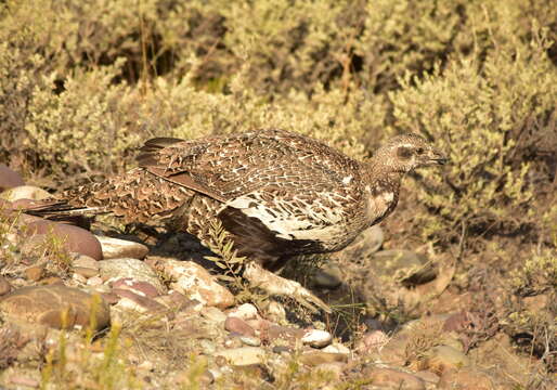 Image of Gunnison sage-grouse; greater sage-grouse